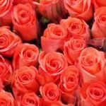 Valentine’s Day 2015: World’s biggest flower market FloraHolland shifts millions