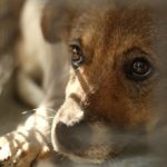 Brussels launches hotline against animal cruelty