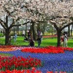 Keukenhof – Springtime Flower Garden Park