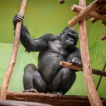 New gorilla makes himself at home in Antwerp Zoo