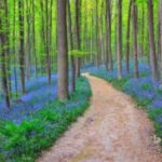 Volunteers are invited to guide visitors through Hallerbos